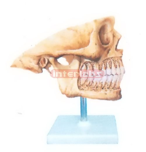 THE PERMANENT TEETH MODEL FOR EXTERNAL ASPECT